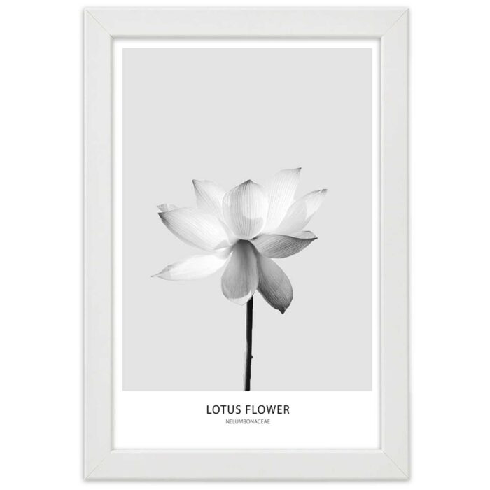 Obraz w ramie, Biały kwiat lotosu img_3