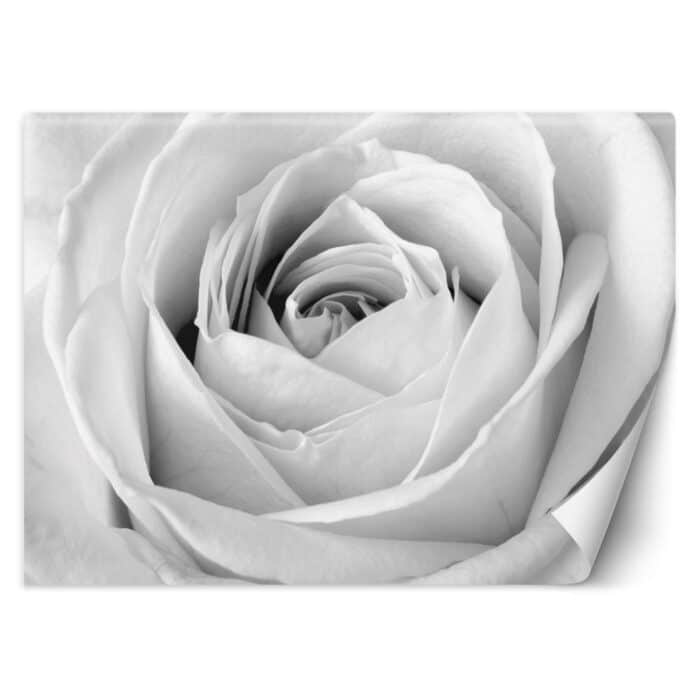 Fototapeta, Biała róża kwiaty natura img_1