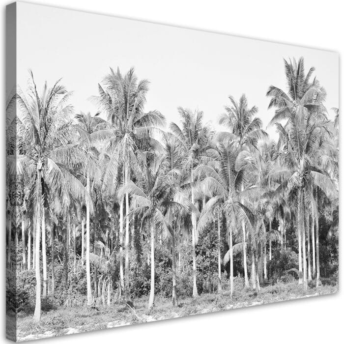 Obraz na płótnie, Czarno białe palmy w dżungli img_1