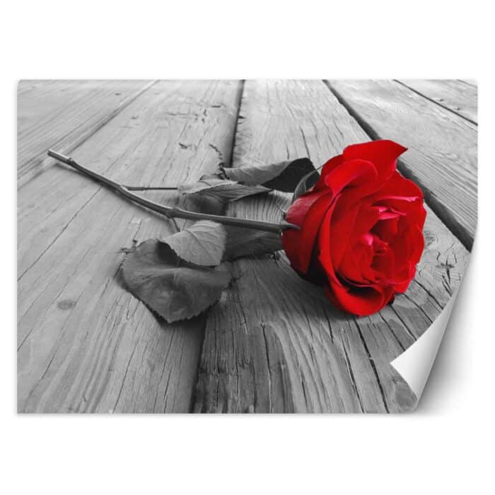 Fototapeta, Czerwona róża na pomoście img_1
