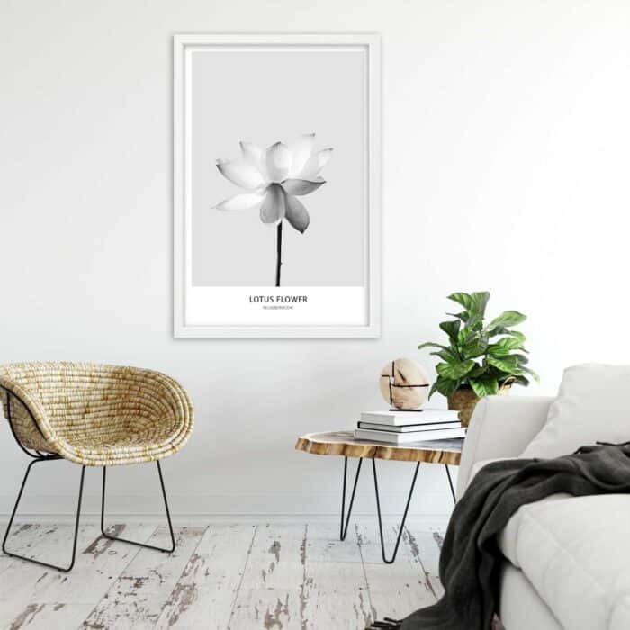 Obraz w ramie, Biały kwiat lotosu img_2